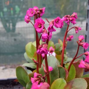 Bergenia 'Eroica' ---